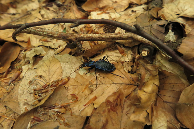 bystruška vráskavá carabus intricatus