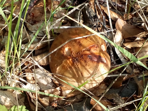 muchotrávka červenkastá Amanita rubescens Pers.