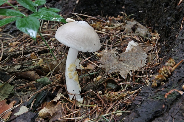 muchotrávka Amanita sp.