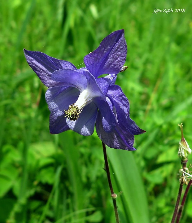 orlíček obyčajný Aquilegia vulgaris L.