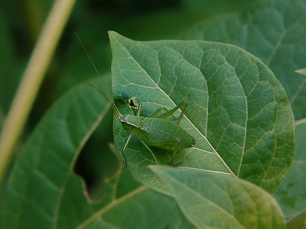 kobylka stromová ? Barbitistes constrictus