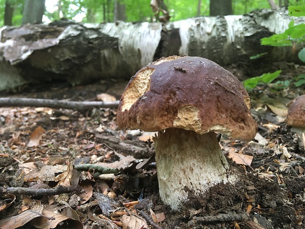 hríb smrekový Boletus edulis Bull.