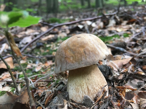 hríb dubový Boletus reticulatus Schaeff.