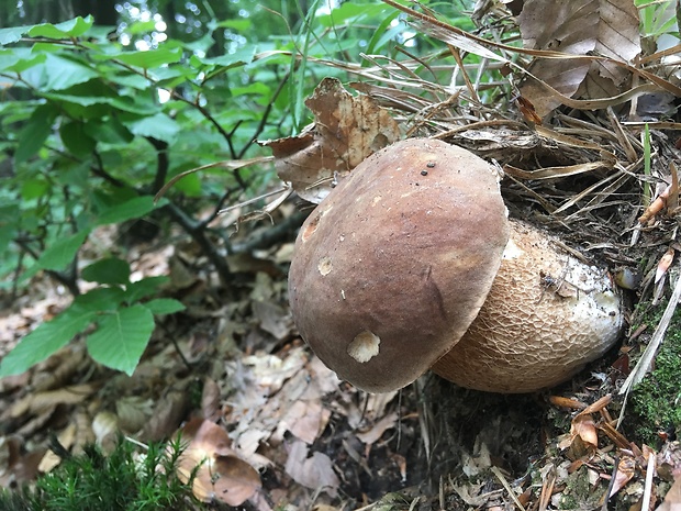 hríb dubový Boletus reticulatus Schaeff.