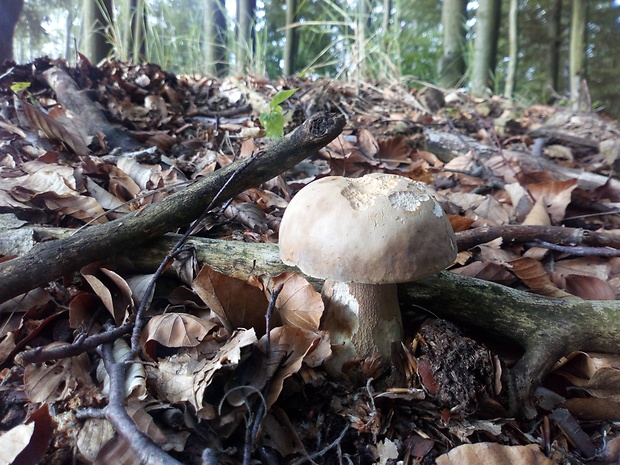 hríb dubový Boletus reticulatus Schaeff.