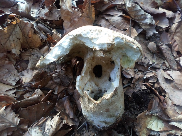 hríb dubový Boletus reticulatus Schaeff.