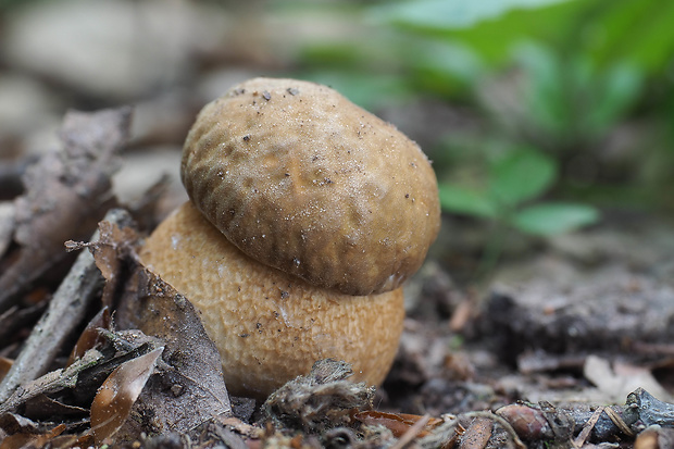 hríb dubový Boletus reticulatus Schaeff.