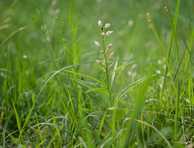 prilbovka dlholistá Cephalanthera longifolia (L.) Fritsch