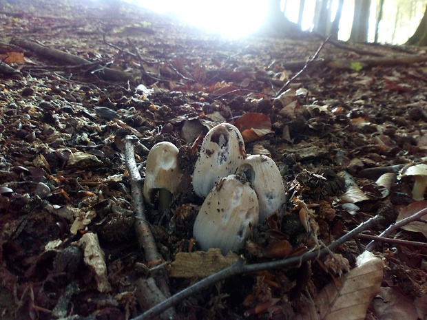 hnojník Coprinopsis sp.