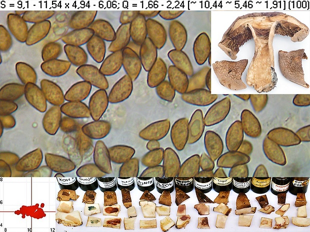 pavučinovec fialovookrajový Cortinarius balteatocumatilis Rob. Henry ex P.D. Orton