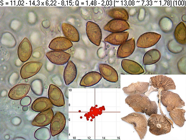 pavučinovec zanorený Cortinarius stillatitius Fr.