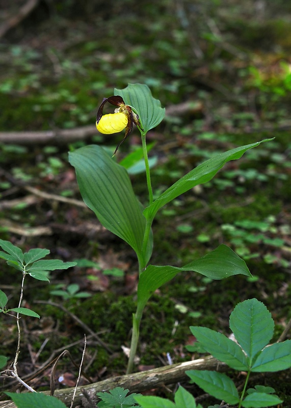 črievičník papučkový Cypripedium calceolus L.