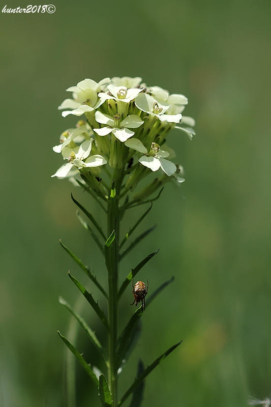 horčičník wittmannov Erysimum wittmannii Zaw.