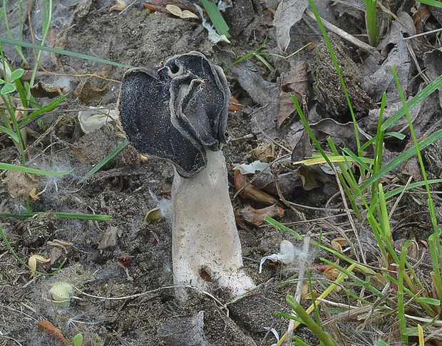 chriapač pieskomilný Helvella leucopus Pers.