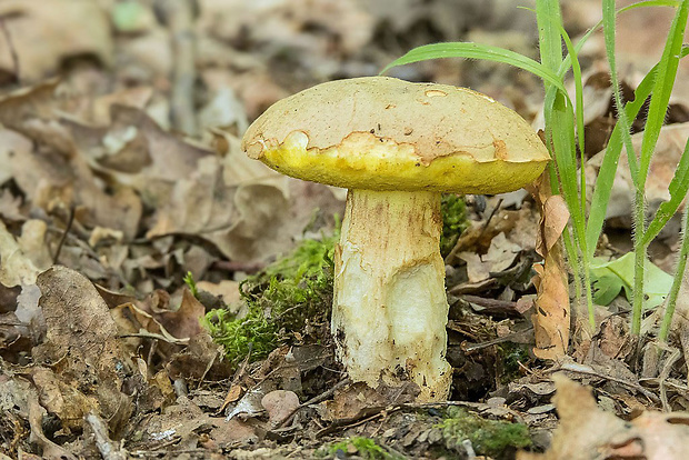 hríb plavý Hemileccinum impolitum (Fr.) Šutara