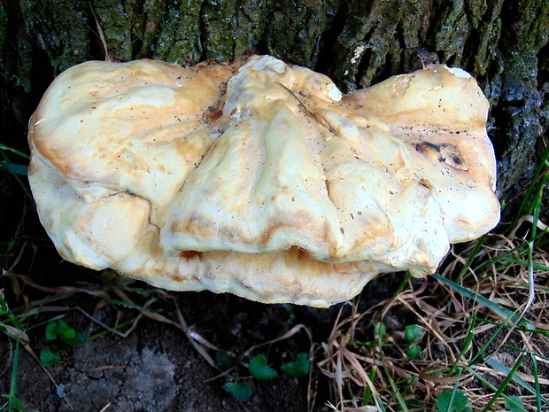 sírovec obyčajný Laetiporus sulphureus (Bull.) Murrill