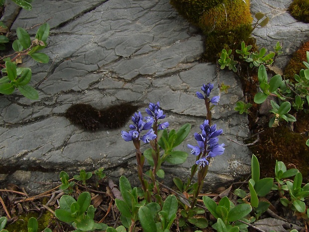 horčinka horká krátkokrídla ? Polygala amara subsp. brachyptera (Chodat) Hayek