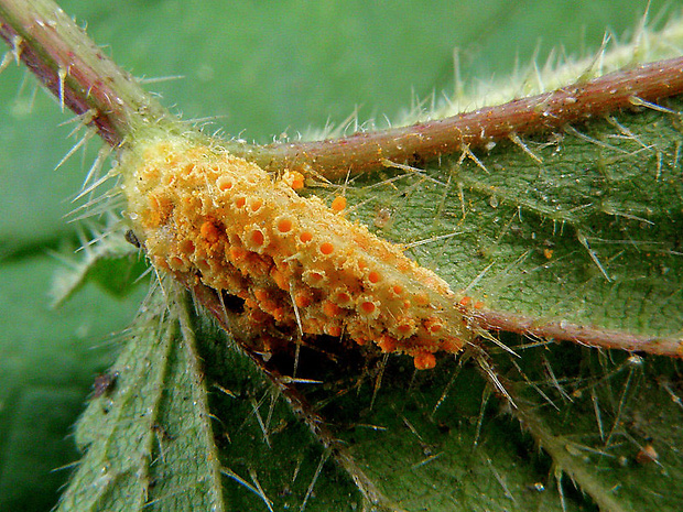 hrdza Puccinia urticata F. Kern