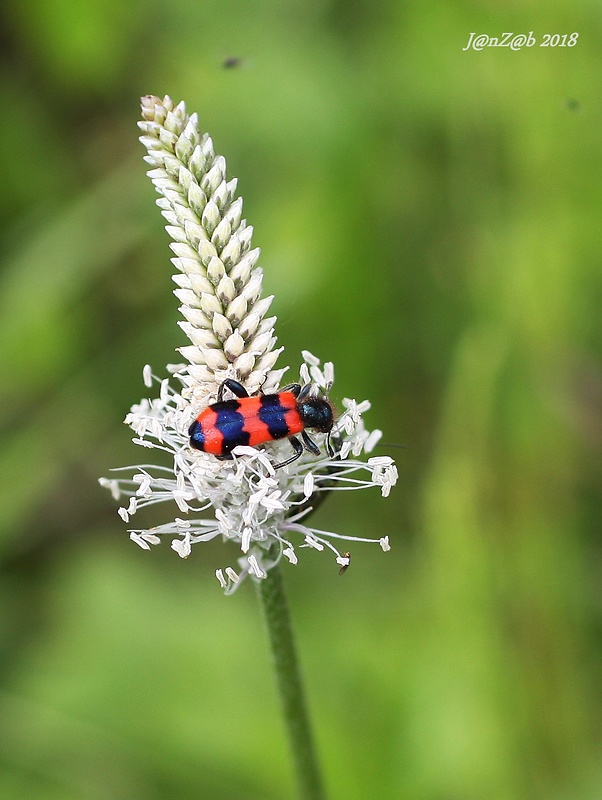 pestroš včelí  Trichodes apiarius (Linnaeus, 1758)