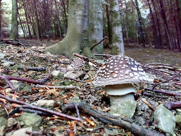 muchotrávka hrubá Amanita excelsa (Fr.) Bertill.