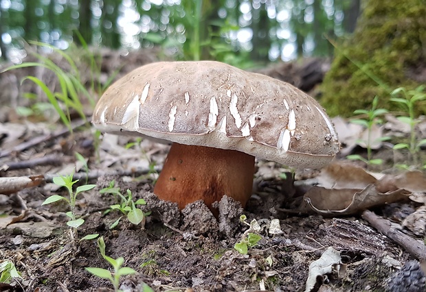 hríb bronzový Boletus aereus Bull. ex Fr.