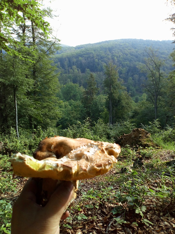 hríb dubový Boletus reticulatus Schaeff.