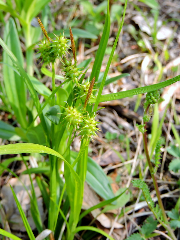 ostrica Carex sp.