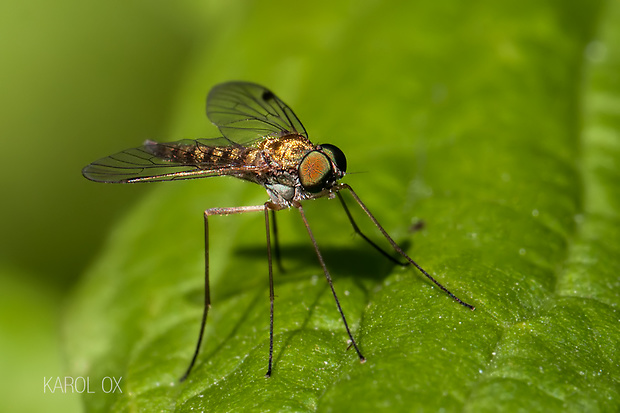 strehúň Chrysopilus asiliformis