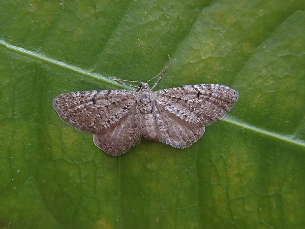 kvetnatka borievková   /   píďalička jalovcová Eupithecia intricata Zetterstedt, 1839