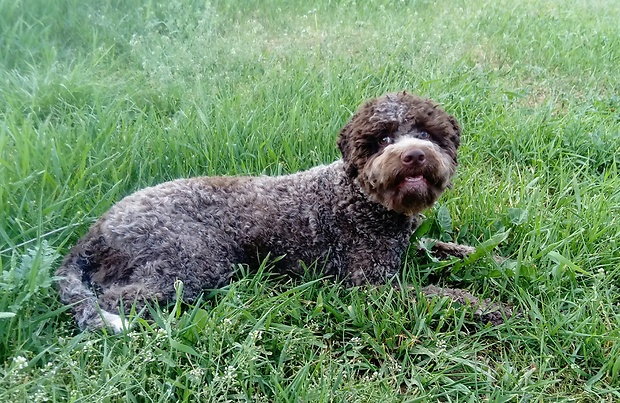 dona  Lagotto Romagnolo Tuber seeker