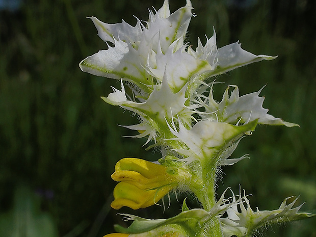 čermeľ hájny Melampyrum nemorosum var. praecox Štech