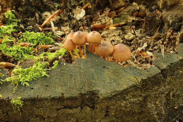 prilbička žltohlúbiková Mycena renati Quél.