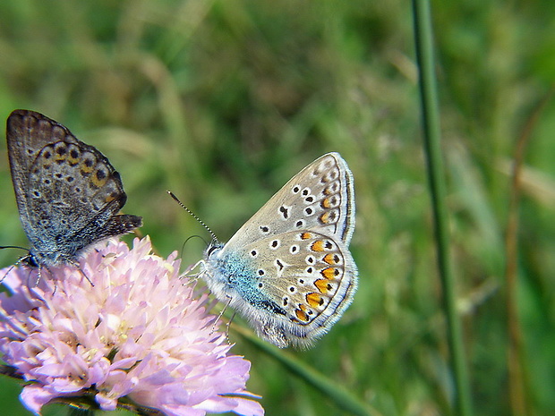 modráčik obyčajný Polyommatus icarus