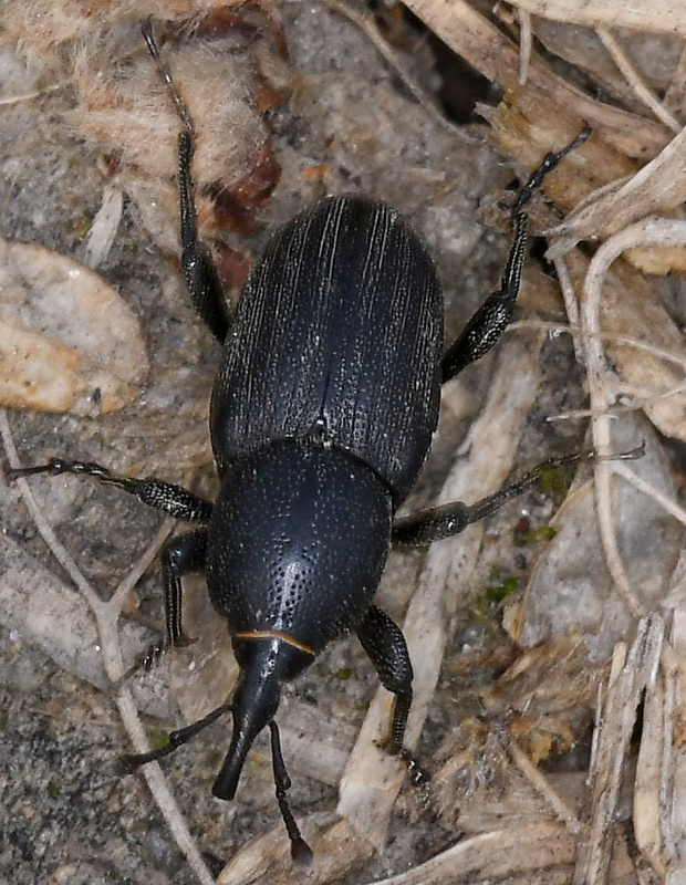 zrniar veľký Sphenophorus striatopunctatus Goeze, 1777