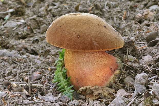 hríb zrnitohlúbikový Sutorius luridiformis (Rostk.) G. Wu & Zhu L. Yang