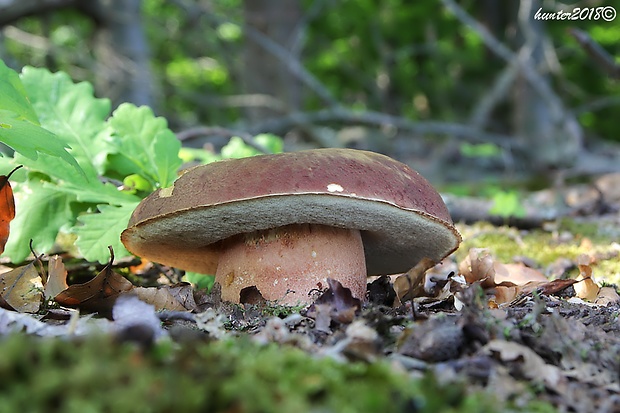 hríb sosnový Boletus pinophilus Pil. et Dermek in Pil.