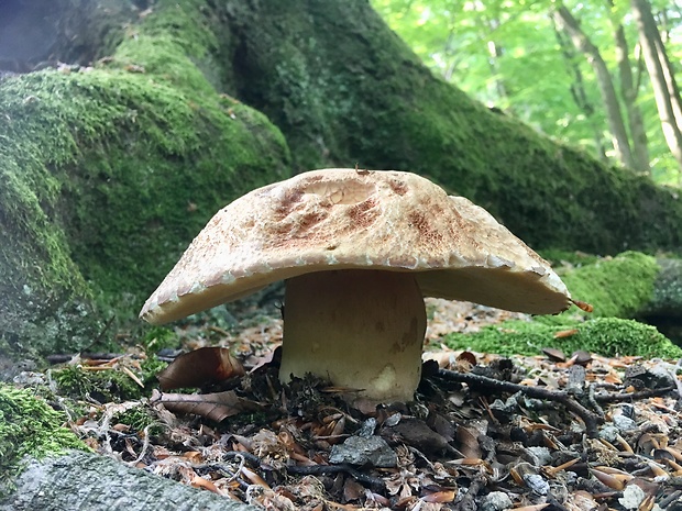 hríb dubový Boletus reticulatus Schaeff.