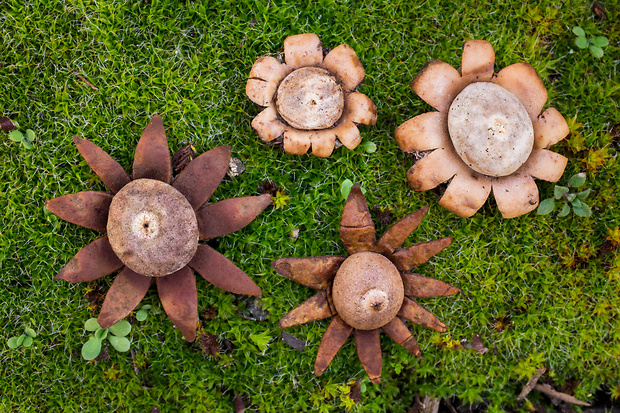 hviezdovka bradavičnatá Geastrum corollinum (Batsch) Hollós