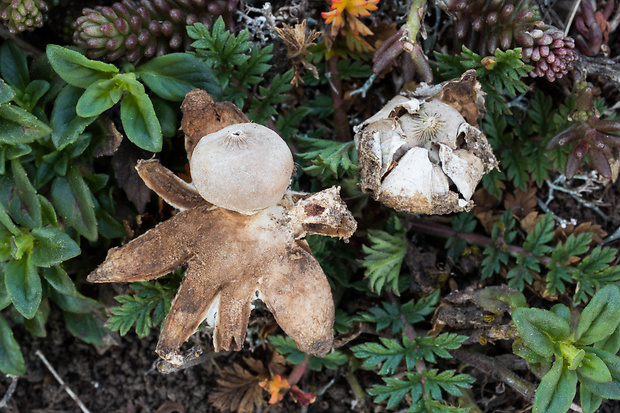 hviezdovka Pouzarova Geastrum pouzarii V.J. Staněk