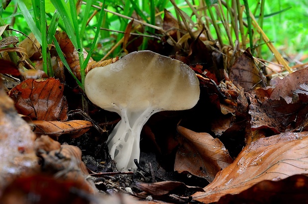 chriapač kalíškovitý Helvella acetabulum (L.) Quél.