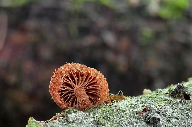 šupináčik obyčajný Phaeomarasmius erinaceus (Fr.) Scherff. ex Romagn.