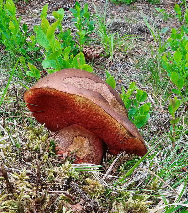 hríb zrnitohlúbikový Sutorius luridiformis (Rostk.) G. Wu & Zhu L. Yang