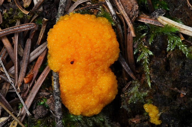 jahodník sasankovitý Tubifera ferruginosa (Batsch) J.F. Gmel.