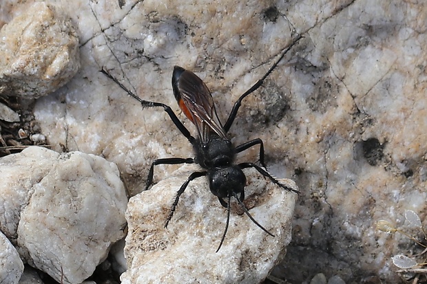 kutavka cf. Ammophila sabulosa