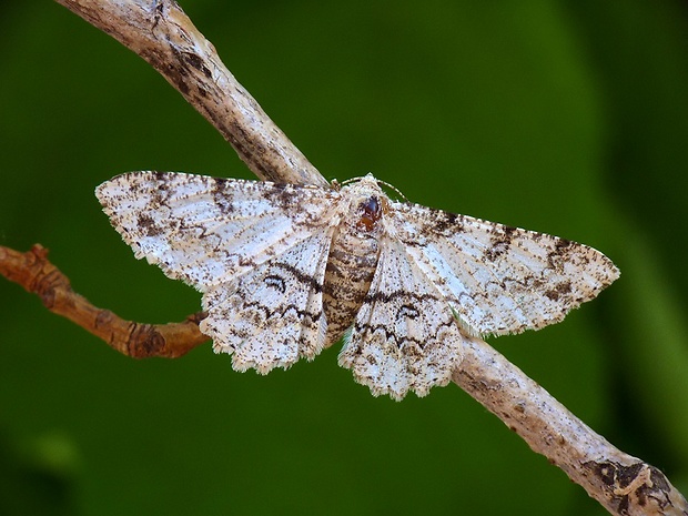 kôrovka palinová Ascotis selenaria