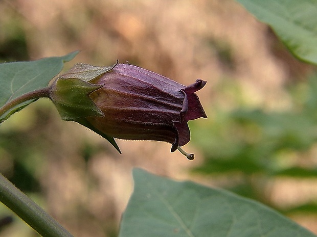 ľuľkovec zlomocný Atropa bella-donna L.