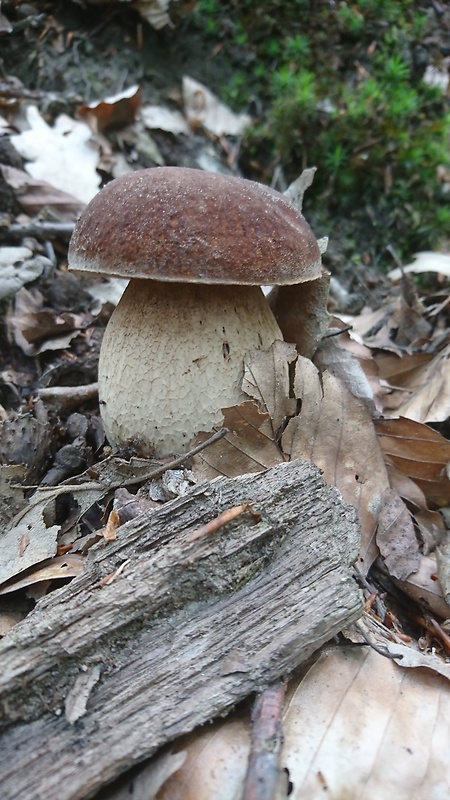 hríb dubový Boletus reticulatus Schaeff.