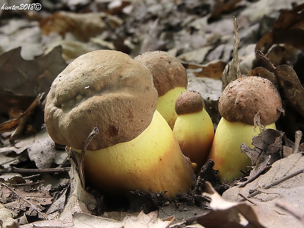 hríb príveskatý Butyriboletus appendiculatus (Schaeff. ex Fr.) Secr.