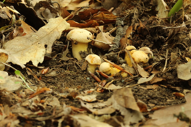 kuriatko jedlé Cantharellus cibarius Fr.