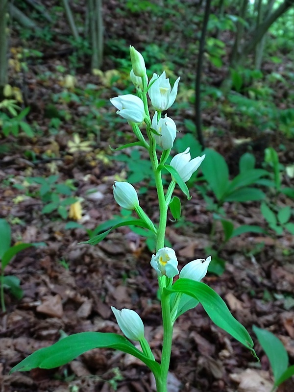 prilbovka biela Cephalanthera damasonium (Mill.) Druce